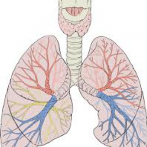 Lungs