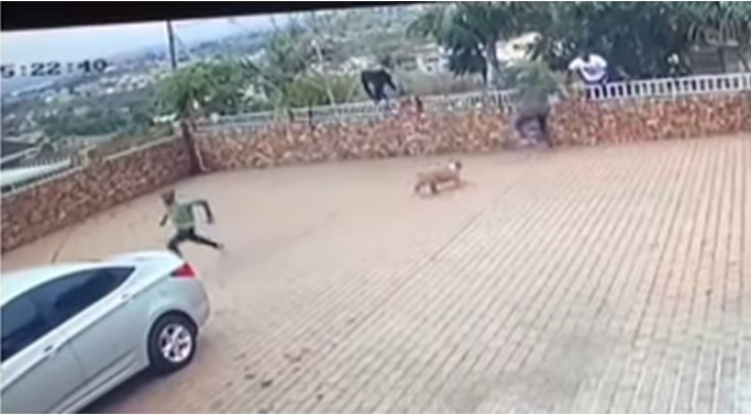 Guard Dog Chases Away Five Robbers that Invaded It’s Owner’s House (Watch video)