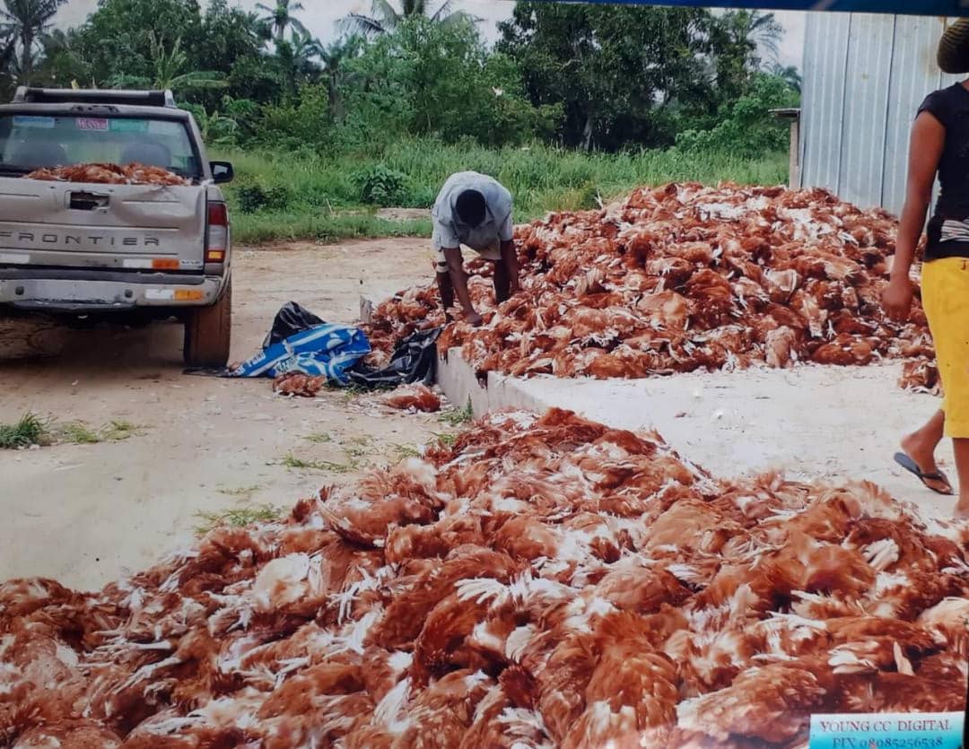 Anambra: Ogbaru Flood Kills 25,000 Birds, Farmer Cries For Help